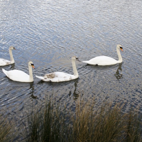 20160304_LB-Richmond_Pen-Ponds_Swans