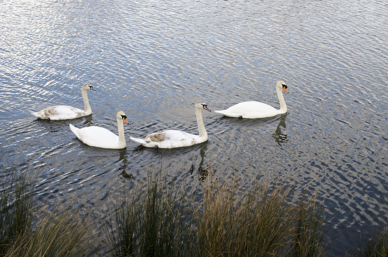 20160304_LB-Richmond_Pen-Ponds_Swans