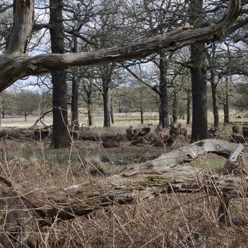 20160304_LB-Richmond_Richmond-Park_Ham-Cross-Plantation