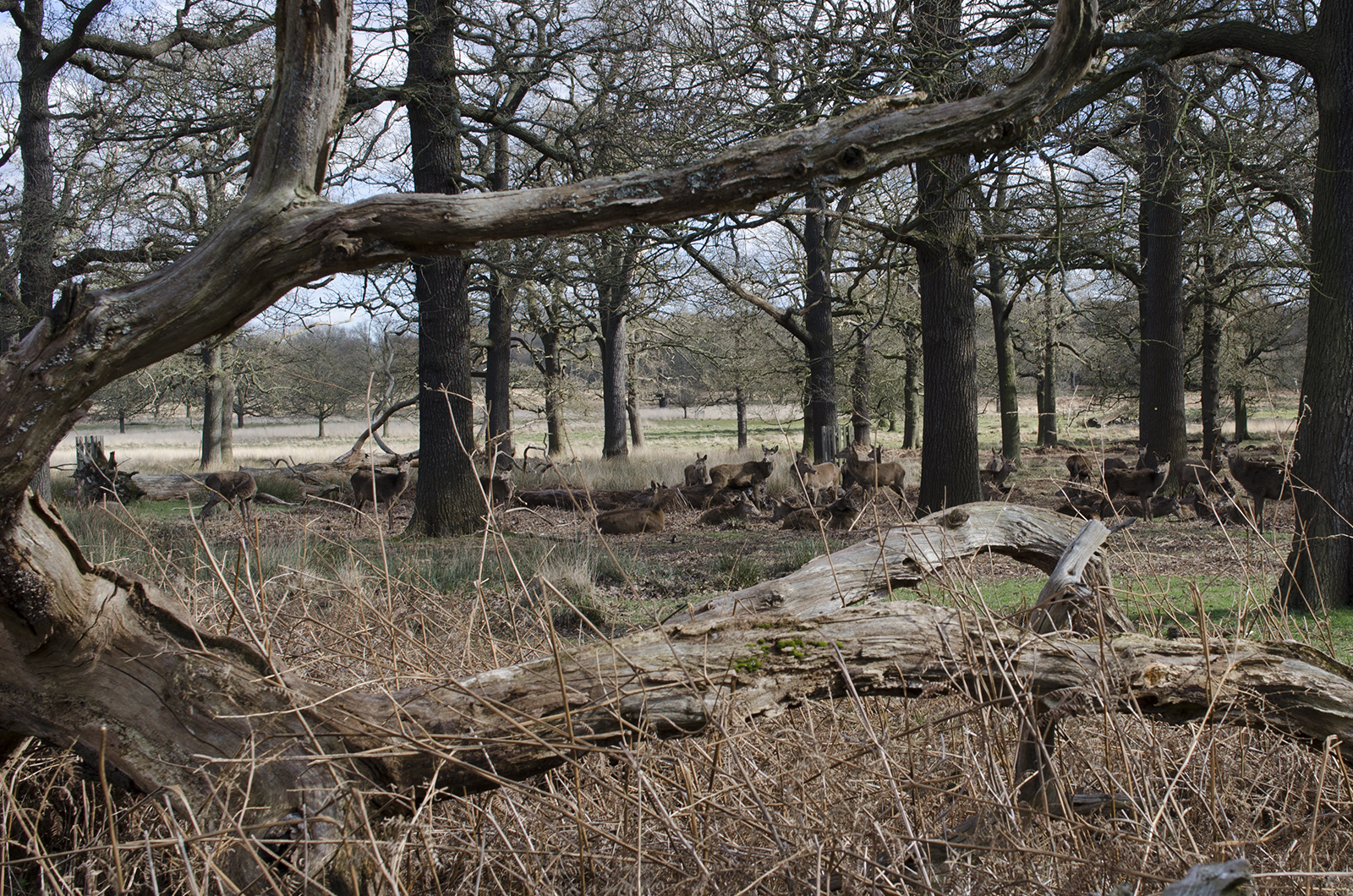 20160304_LB-Richmond_Richmond-Park_Ham-Cross-Plantation