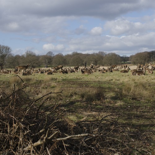 20160304_LB-Richmond_Richmond-Park_Ham-Cross_Deer-in-the-Landscape