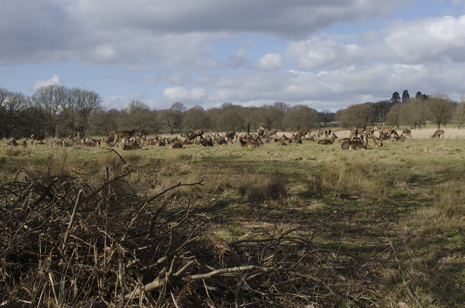 20160304_LB-Richmond_Richmond-Park_Ham-Cross_Deer-in-the-Landscape