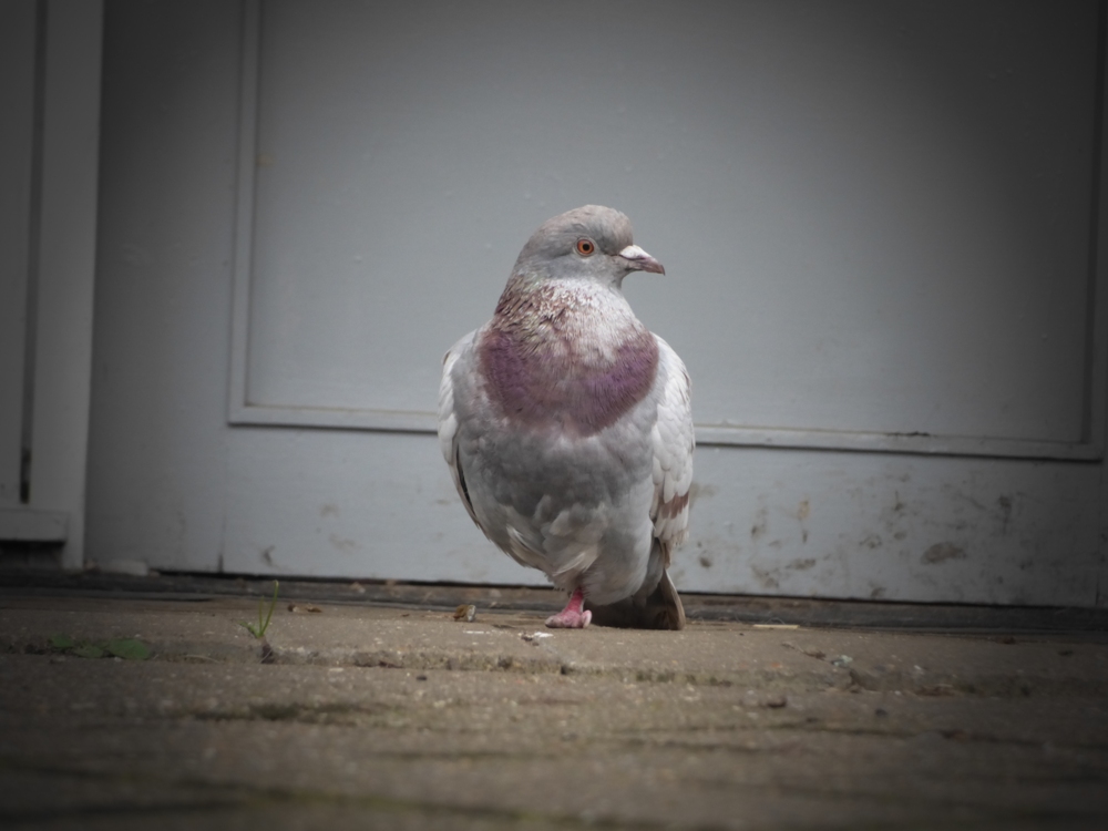 20160310_Tower-Hamlets_Mudchute-Farm_The-Dignified-Pigeon