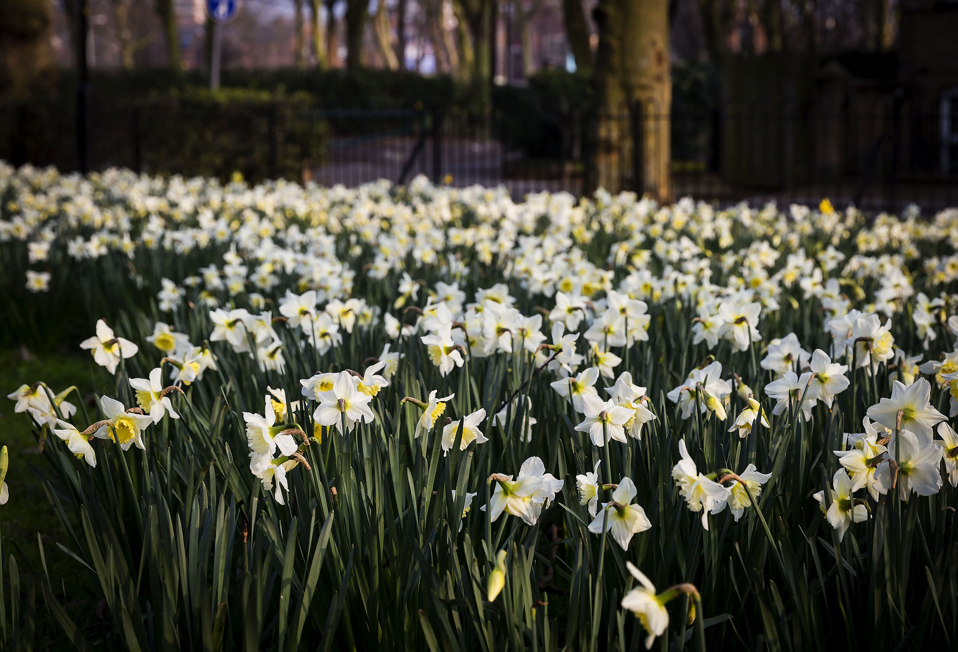 20160311_Southwark_Kings-Stairs-Gardens_daffs1