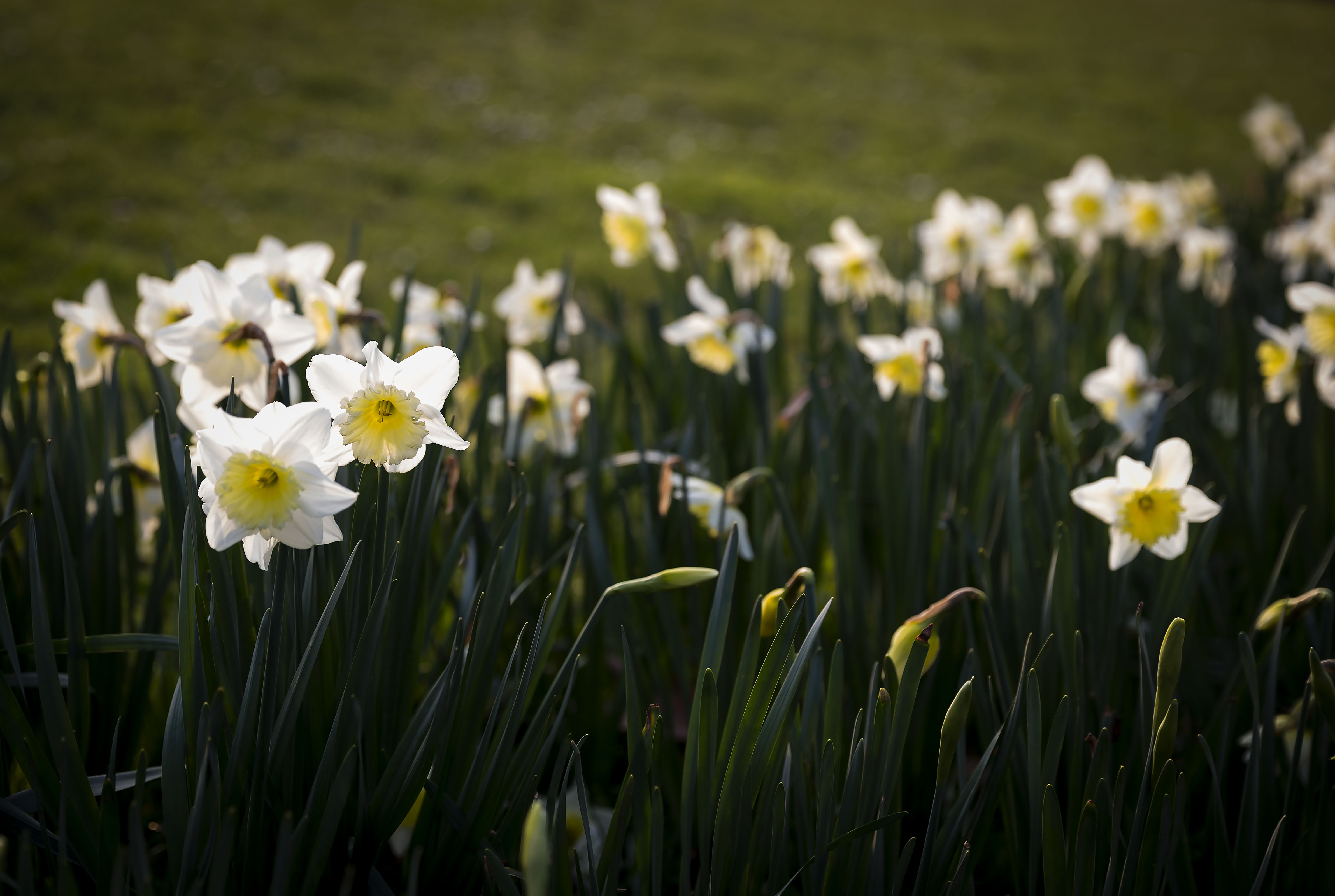 20160311_Southwark_Kings-Stairs-Gardens_daffs2