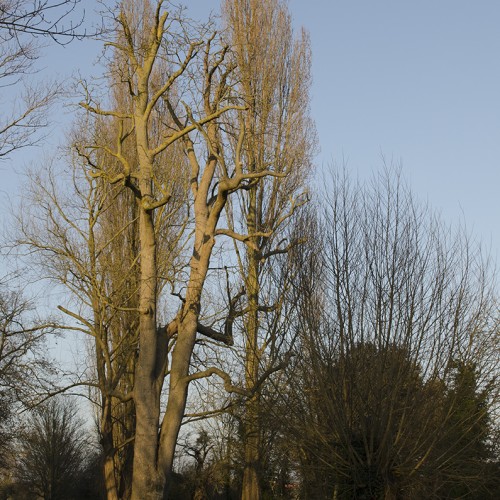 20160313-Thames-Path-Hampton-Court-to-Kingston_Flora_Evening-Light_Spring