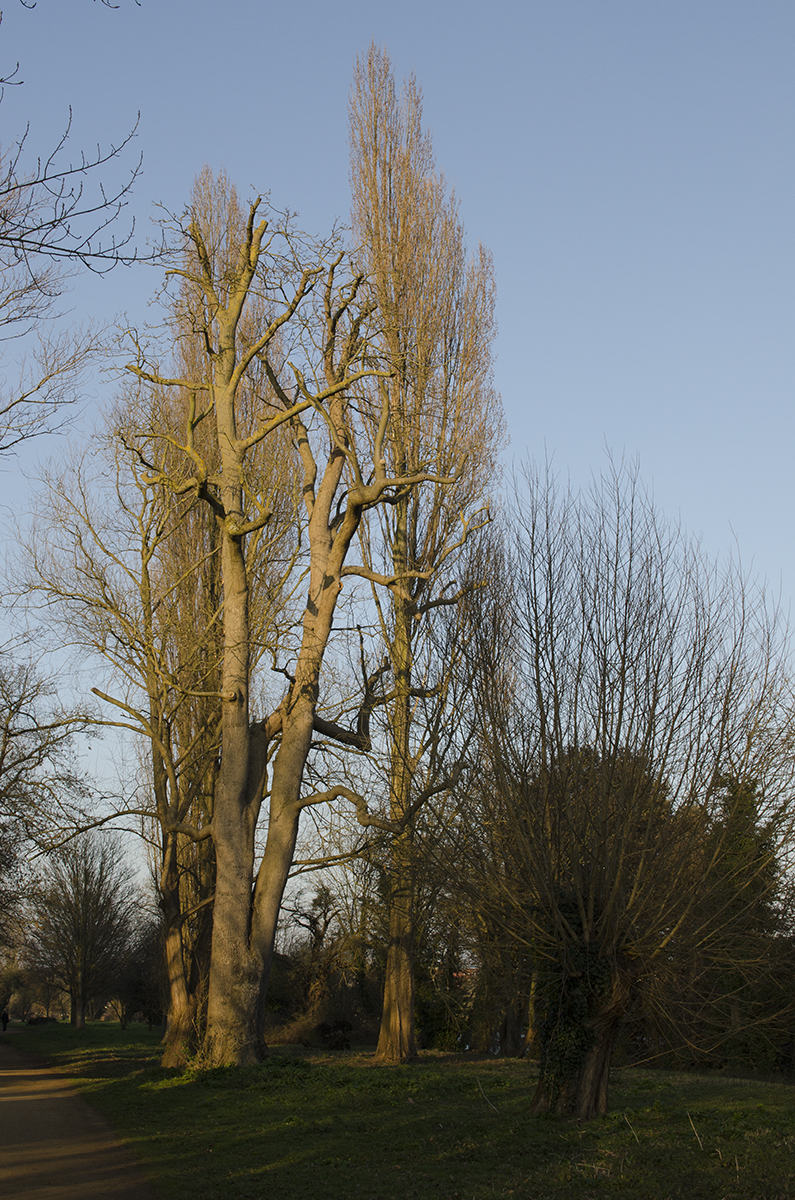 20160313-Thames-Path-Hampton-Court-to-Kingston_Flora_Evening-Light_Spring