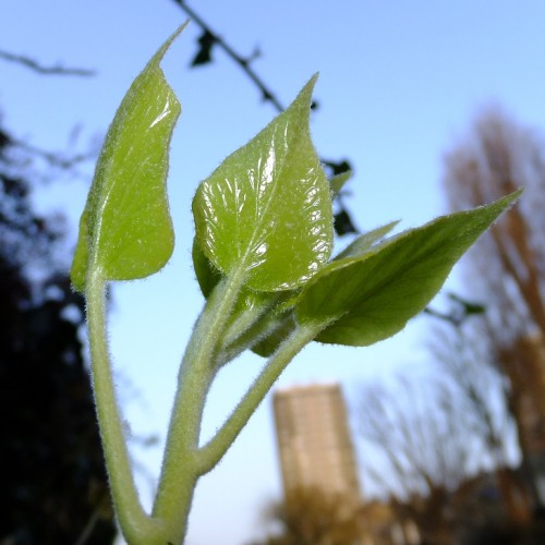 20160317_Tower-Hamlets_Hertford-Union-Canal_Green-Shoots