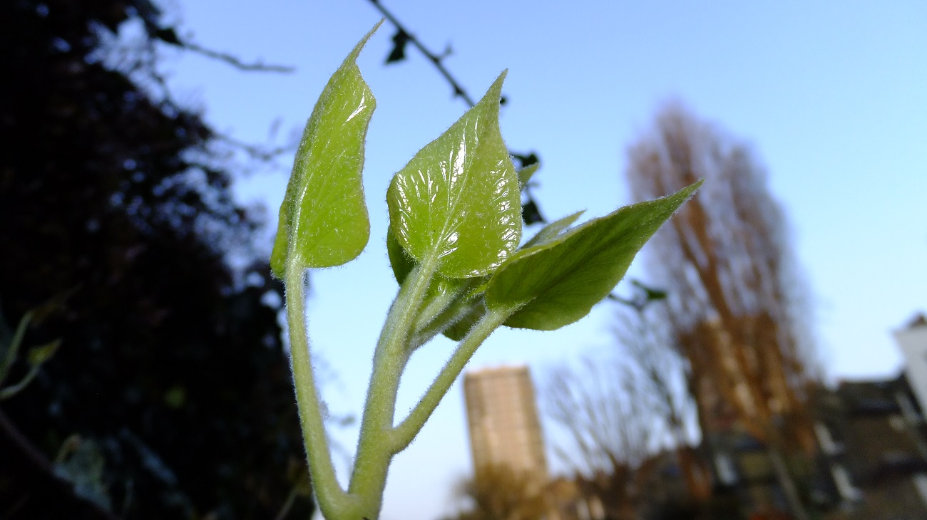 20160317_Tower-Hamlets_Hertford-Union-Canal_Green-Shoots