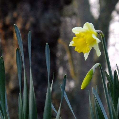 20160317_Tower-Hamlets_Victoria-Park_Winter-Daffodils