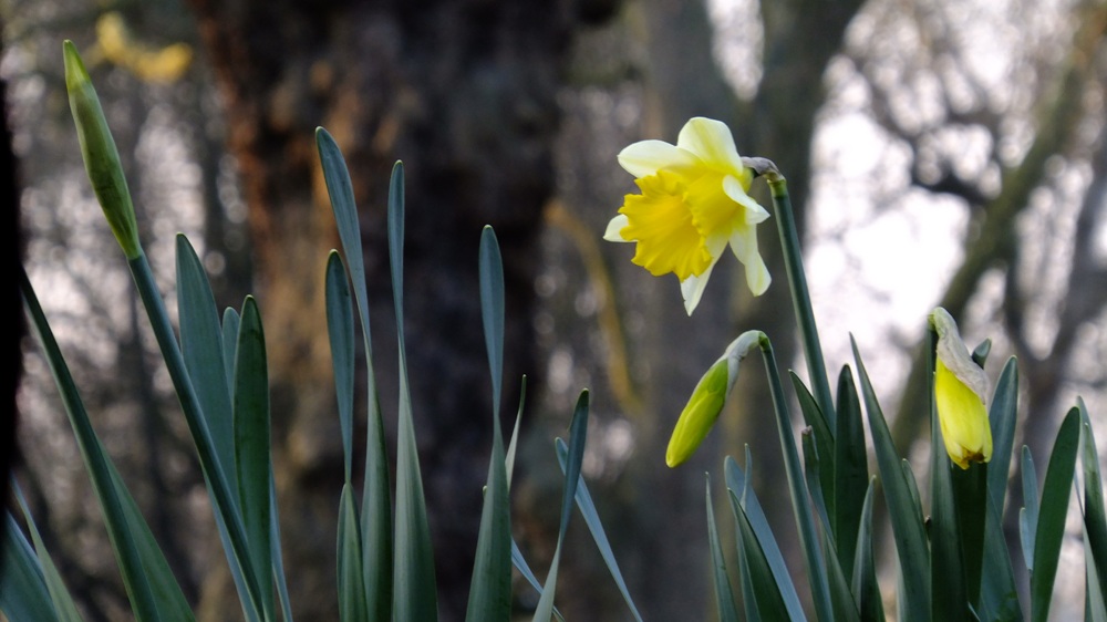 20160317_Tower-Hamlets_Victoria-Park_Winter-Daffodils