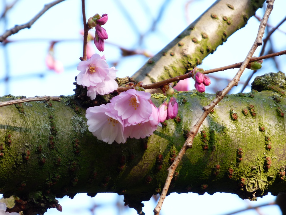 20160322_Tower-Hamlets_Museum-Gardens_Bloomin-Bethnal-Green