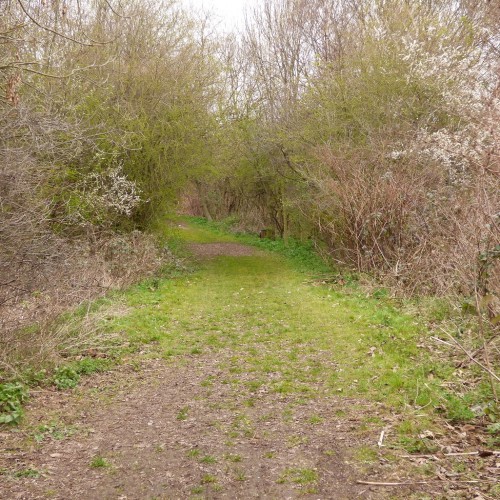 20160323_Haringey_The-Paddock-Community-Nature-Garden_The-Secluded-Path