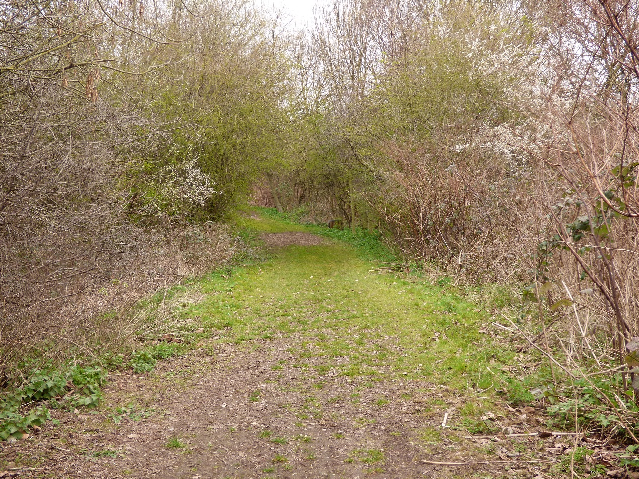 20160323_Haringey_The-Paddock-Community-Nature-Garden_The-Secluded-Path
