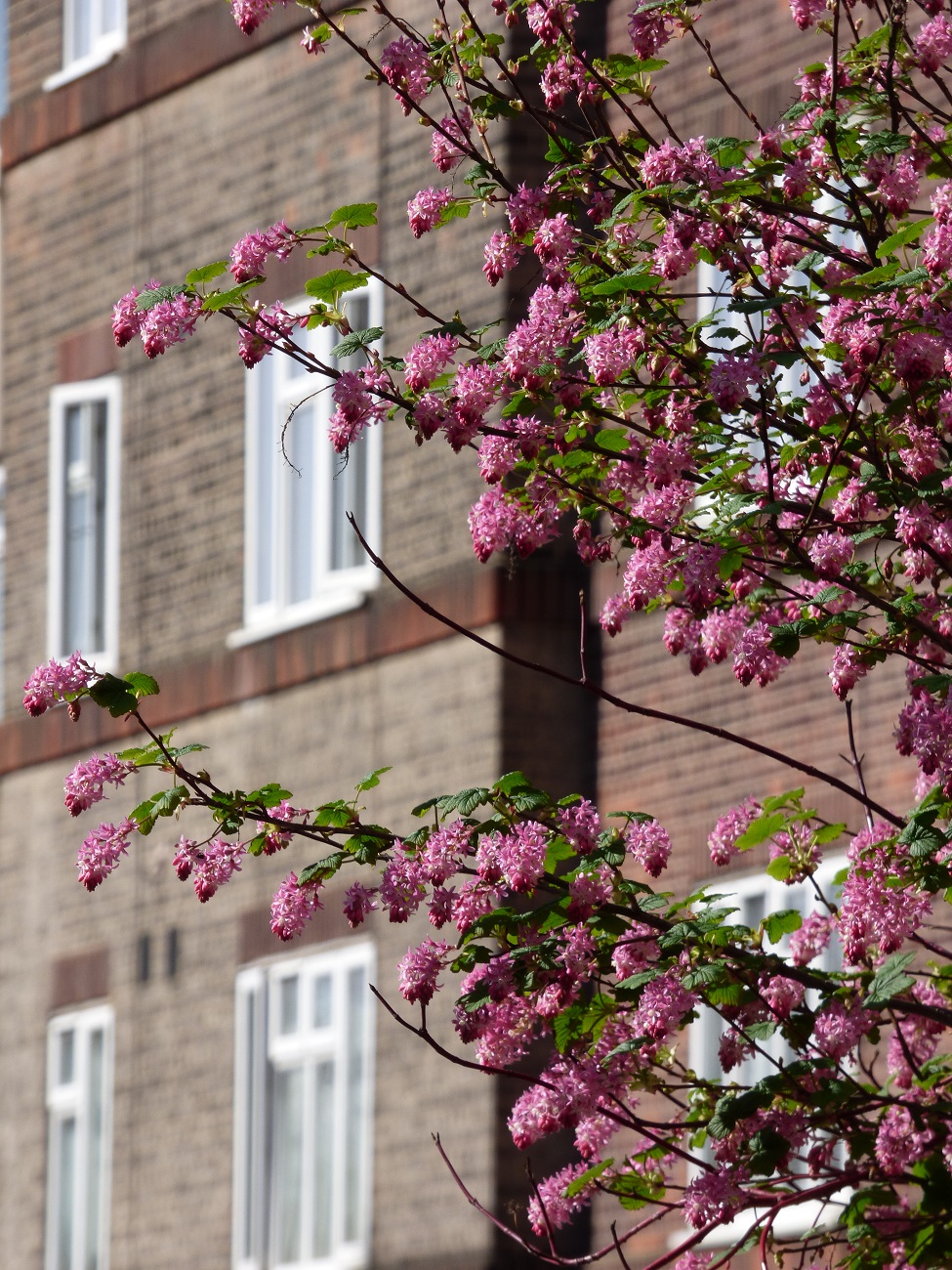 20160325_Hackney_Phillipp-Street_Urban-Spring