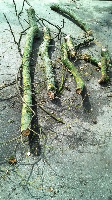 20160327_Tower-Hamlets_Victoria-Park_Sticks-Stones