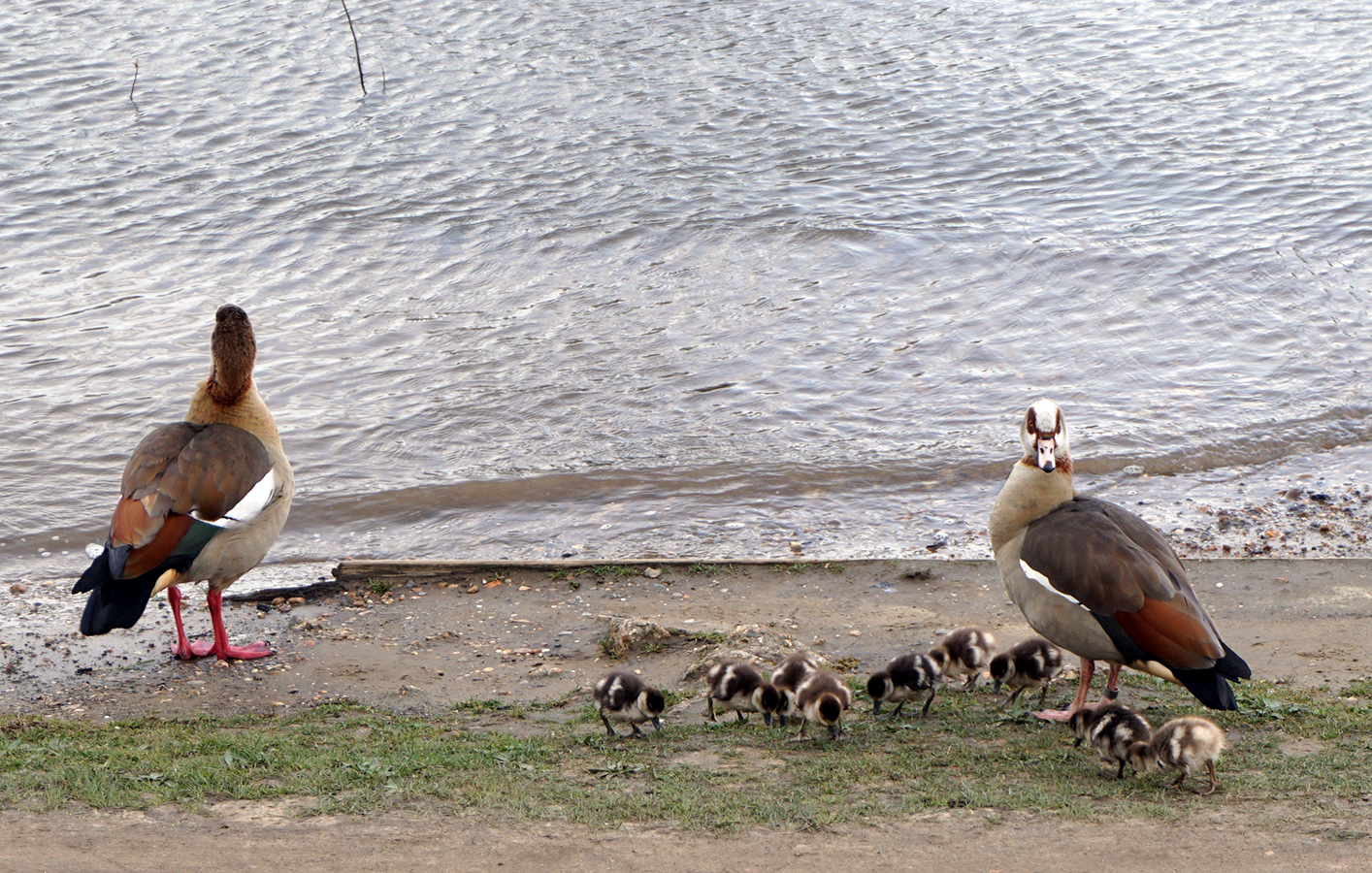 20160330-Richmond-Thames-Path-Egyptian-Gees-with-Goslings