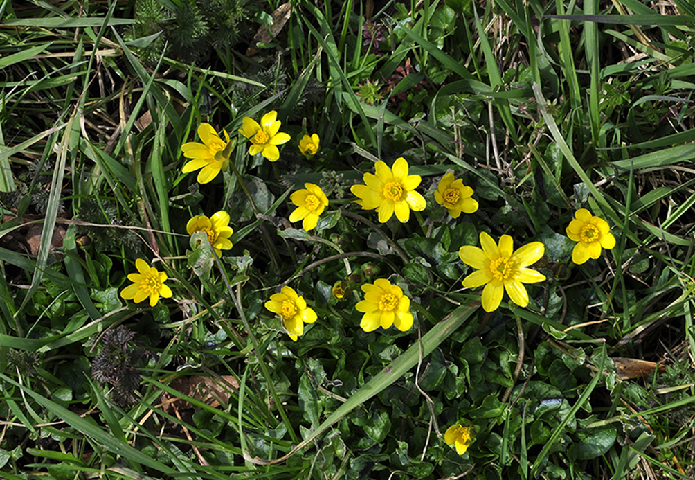 20160401_Barnet_-Dollis-Valley-Greenwalk_Meadow-flowers