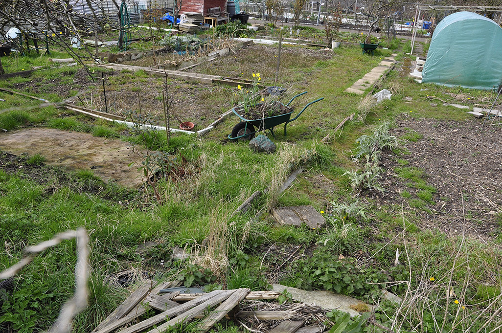 20160401_Barnet_-Halliwick-Park-Allotments_Wheelbarrow-as-a-flower-pot