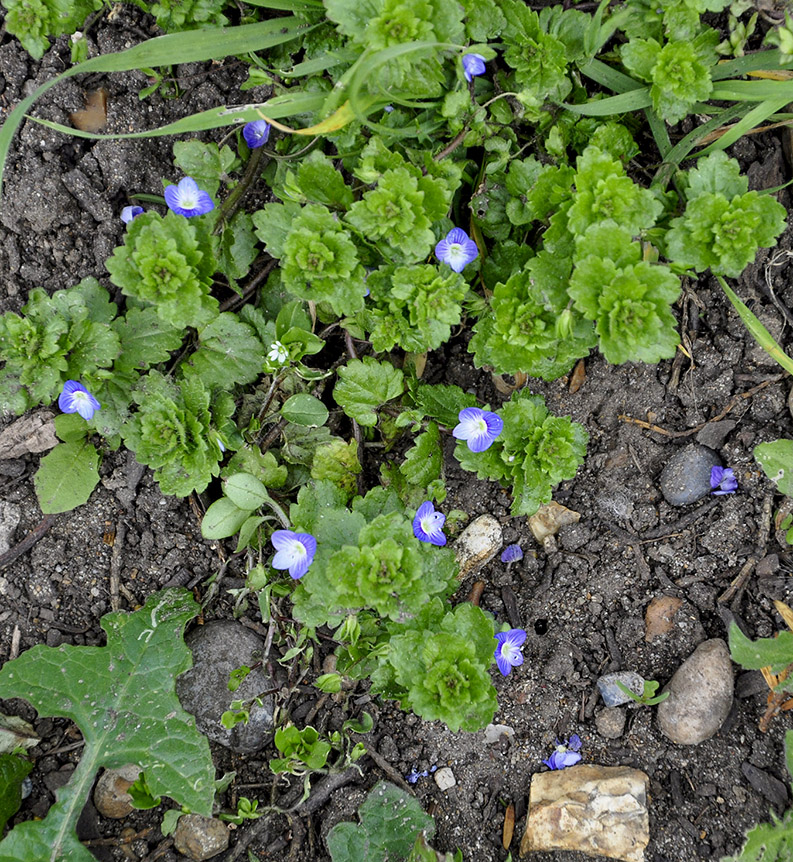 20160401_Barnet_Dollis-Valley-Greenwalk_Meadow-flowers