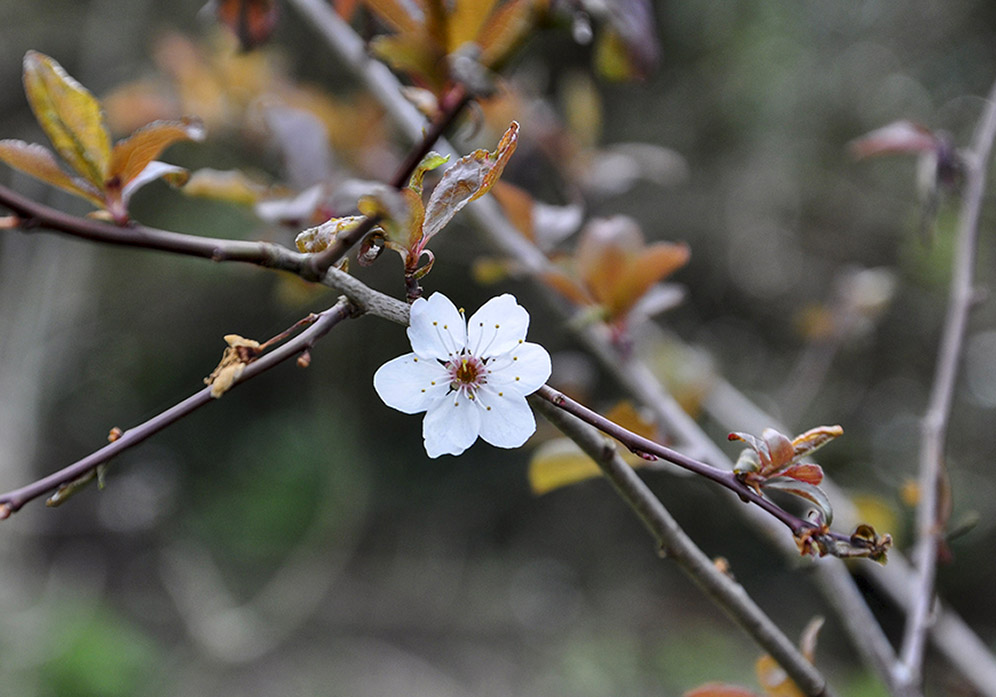 20160401_Barnet_Dollis-Valley-Greenwalk_Springs-in-the-air