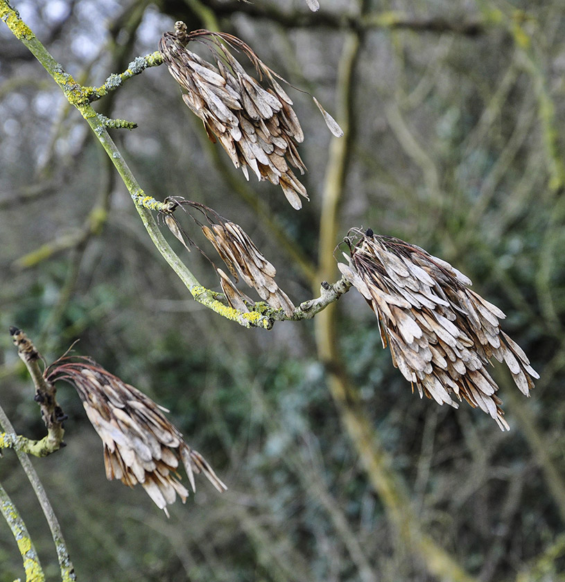 20160401_Barnet_Dollis-Valley-Greenwalk_Winter-survivals