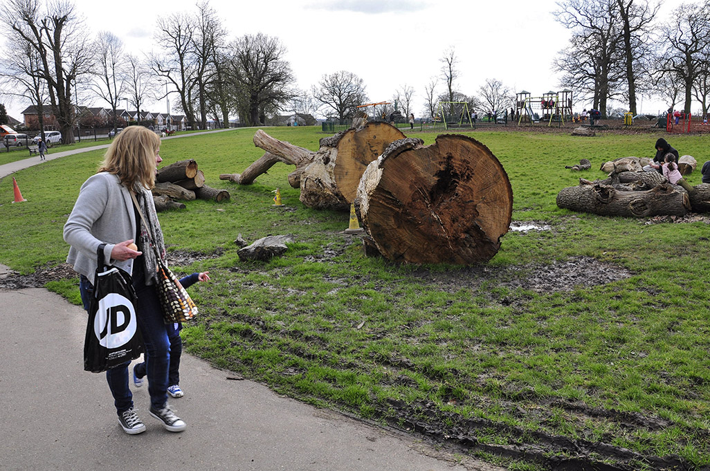 20160401_Barnet_Friary-Park_Fallen-oak-trees-_DSC6856