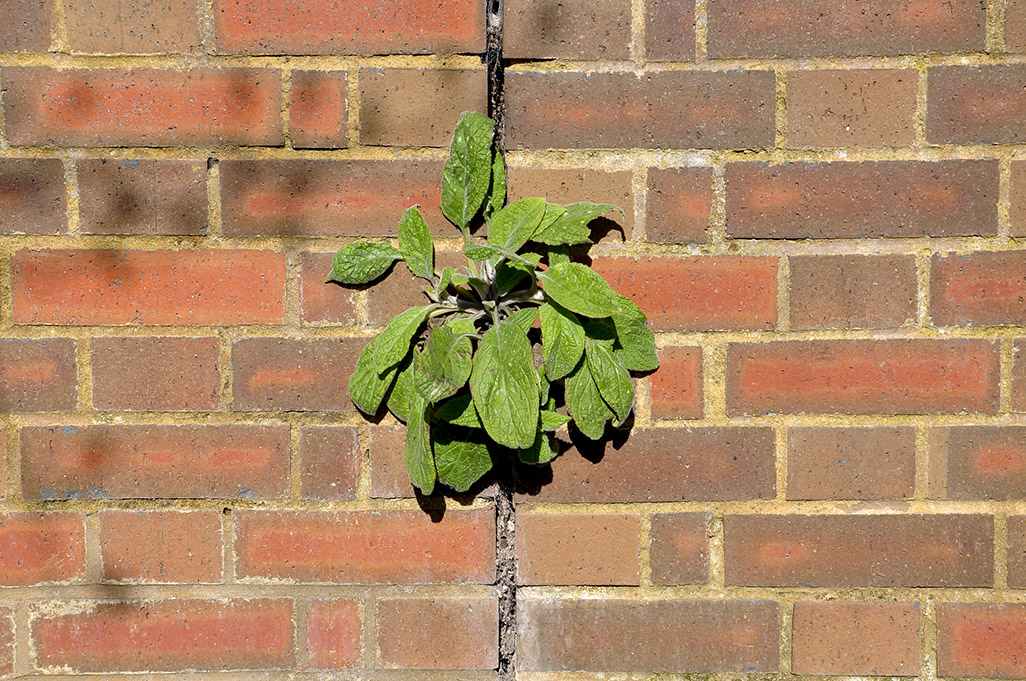 20160402_Haringey_Dukes-Avenue_Miracle-of-Nature