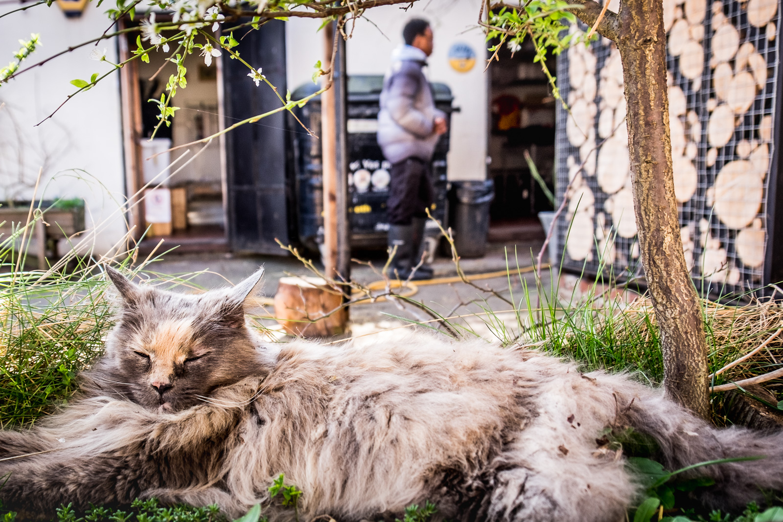 20160402_Islington_Freightliners-Farm_Catnap