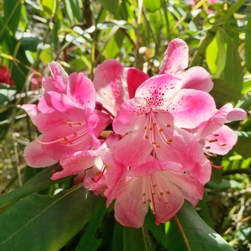 20160402_Kingston-upon-Thames_Fishponds-Park-Rhododendron1