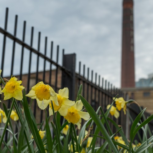 20160402_Tower-Hamlets_Allen-Gardens_Daffodils-by-the-Old-Brewery