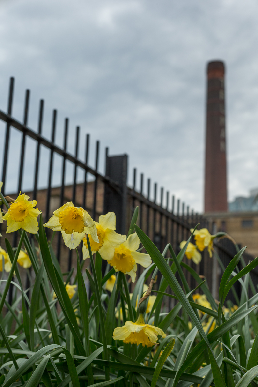 20160402_Tower-Hamlets_Allen-Gardens_Daffodils-by-the-Old-Brewery