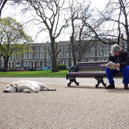 20160403_Tower-Hamlets_Victoria-Park_One-Man-and-His-Dog