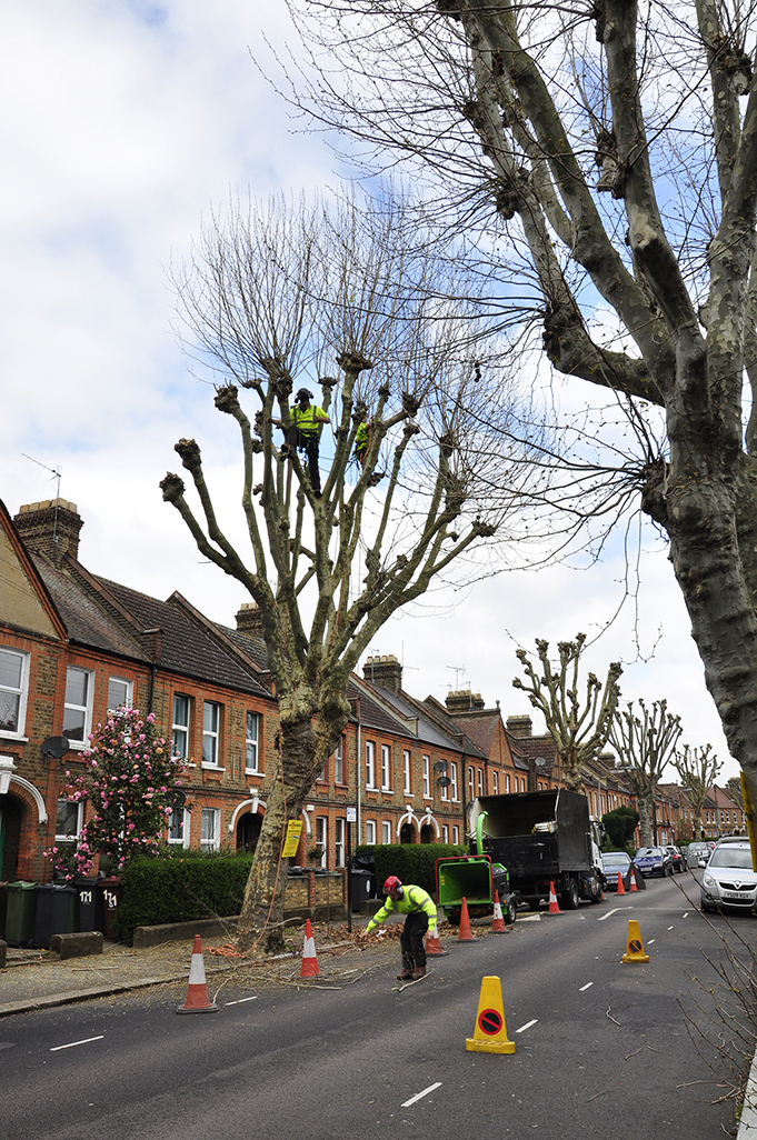 20160408_Waltham-Forest_-Edward-Rd_Spring-pruning