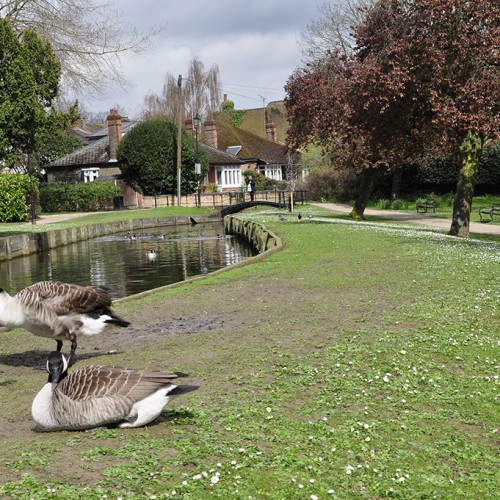 20160412_Enfield_-Enfield-Town-Park_Basking-in-the-sun