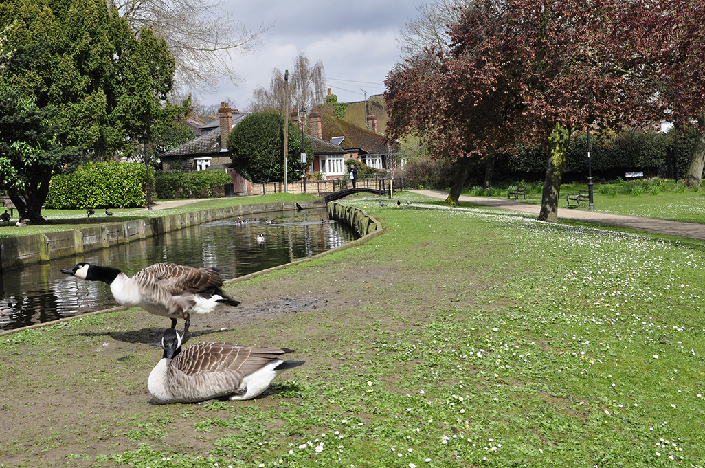 20160412_Enfield_-Enfield-Town-Park_Basking-in-the-sun