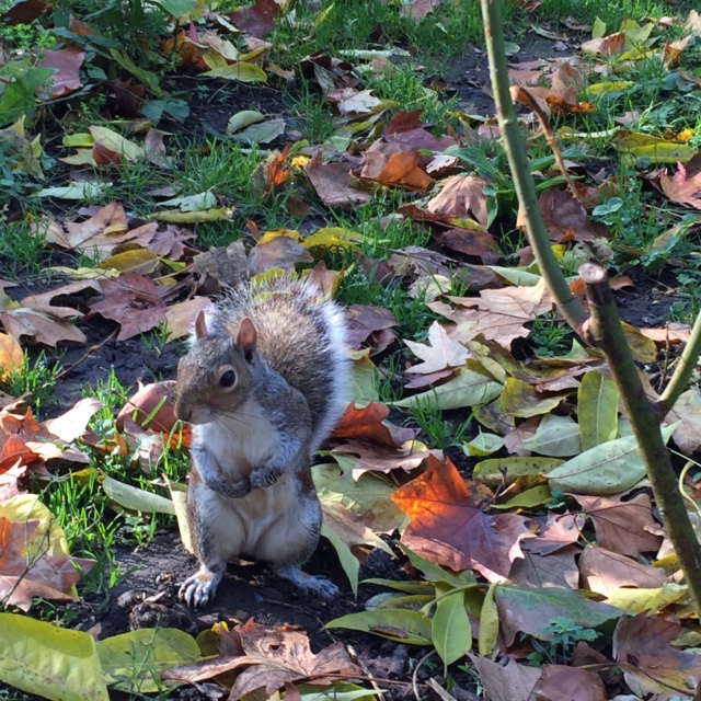 20160414_Kingston_StAndrewsSq_Squirrel