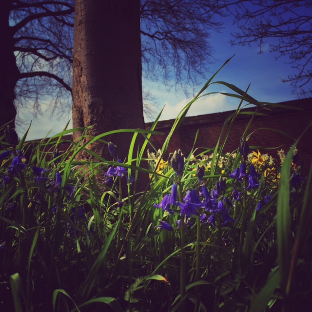 20160414_Richmond_HamptonCourt_Bluebells