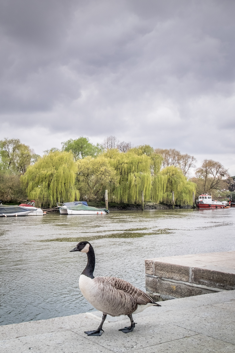 20160416_Richmond-upon-Thames_Thames-Path_Canada-goose-walk