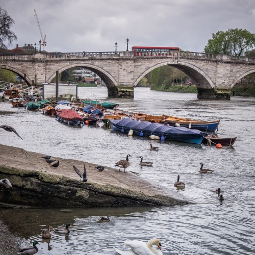 20160416_Richmond-upon-Thames_Thames-Path_Swan-and-Bridge