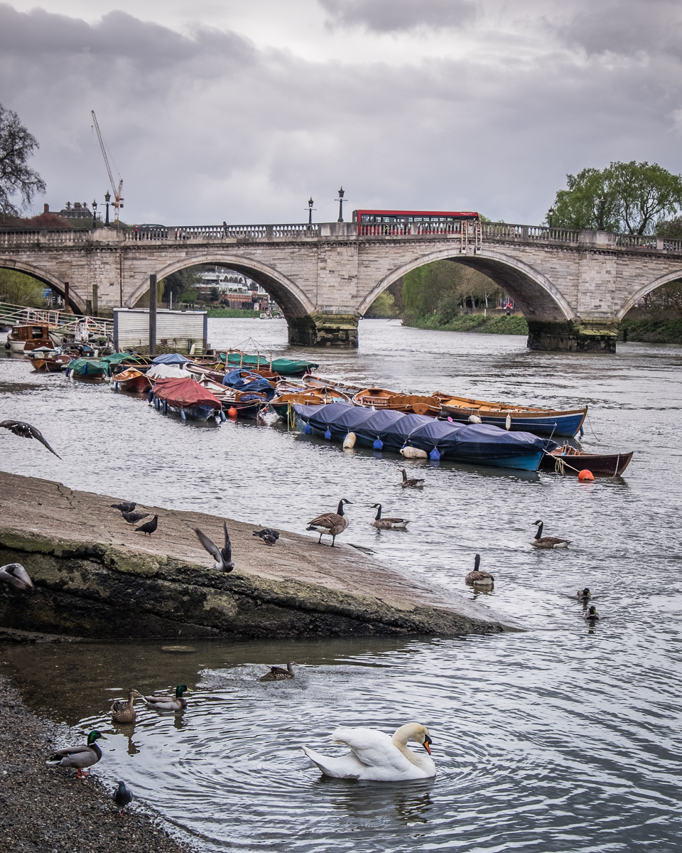 20160416_Richmond-upon-Thames_Thames-Path_Swan-and-Bridge