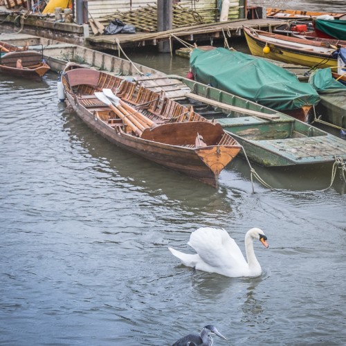 20160416_Richmond-upon-Thames_Thames-Path_The-Swan-and-The-Heron