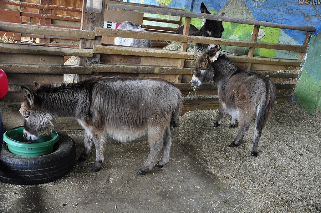 20160416_Tower-Hamlets_Spitalfields-City-Farm_-Donkeys