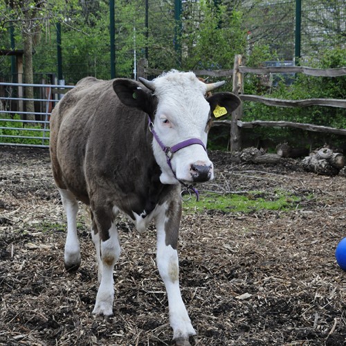 20160416_Tower-Hamlets_Spitalfields-Farm_Cow-ready-to-call-it-a-day