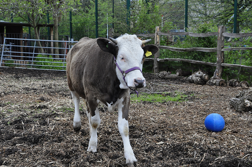 20160416_Tower-Hamlets_Spitalfields-Farm_Cow-ready-to-call-it-a-day