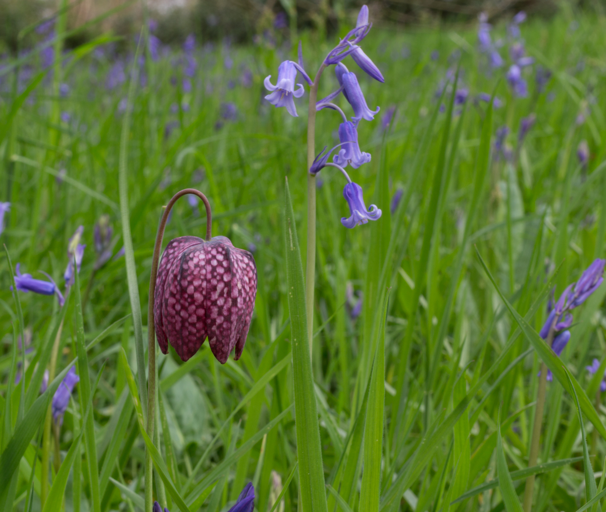 20160421RichmondKew-Gardens-Bluebells-and-Snakes-Head-Fritillary