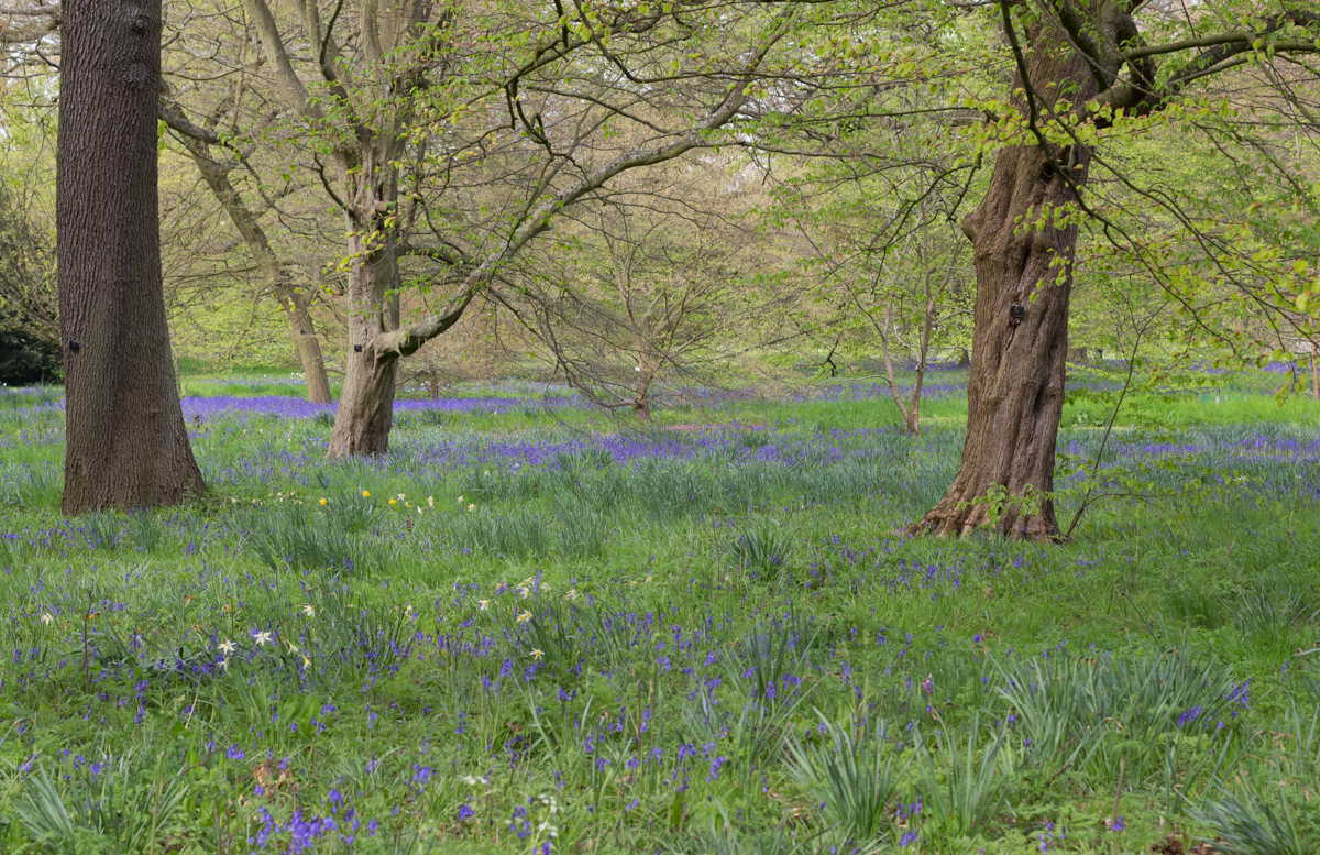 Spring Bluebells