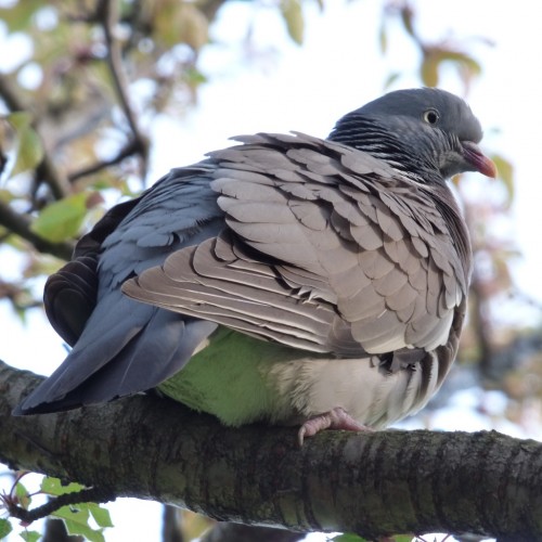 20160423_Tower-Hamlets_Carlton-Square_Perched-Pigeon
