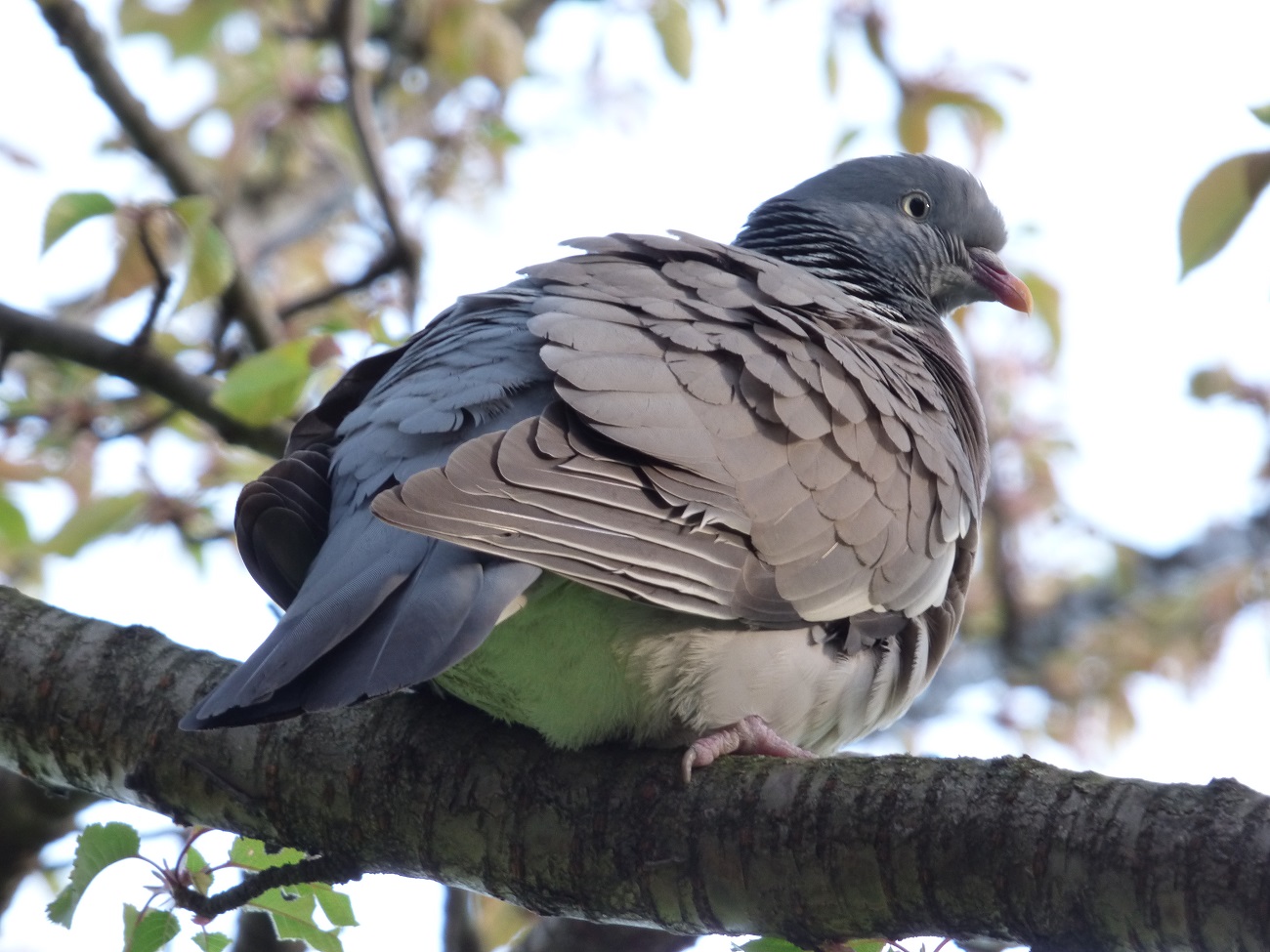 20160423_Tower-Hamlets_Carlton-Square_Perched-Pigeon