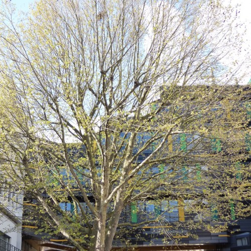 20160423_Tower-Hamlets_Queen-Mary-University-Fogg-Building_Tree-covered-Fogg-Building